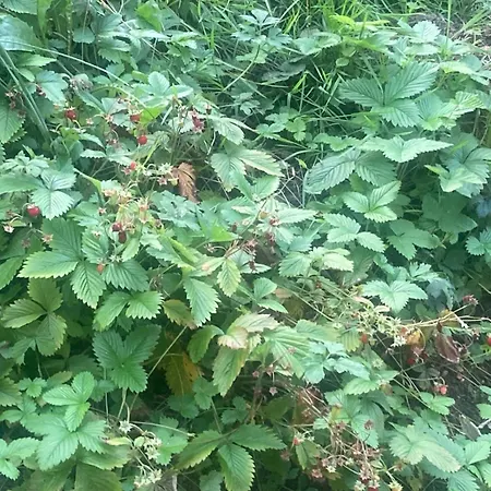 Horská chata Myholzhaus - Zum Wohlfuehlen Grobming