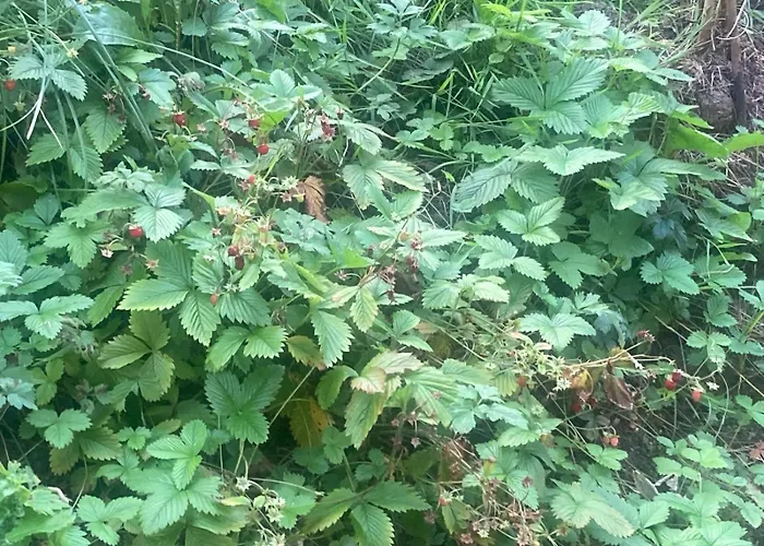 Шале Myholzhaus - Zum Wohlfuehlen Грёбминг